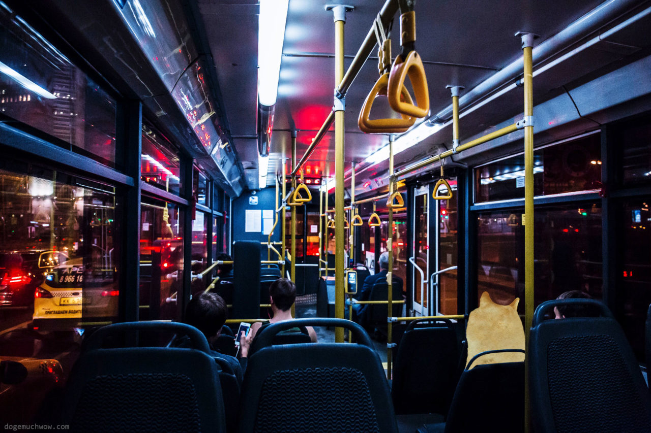 Aesthetic wallpapers: Doge riding on the bus. Such passenger. So travel.