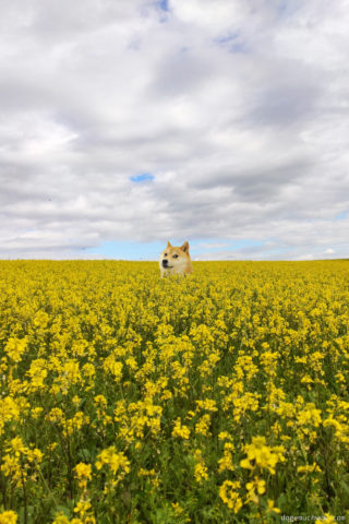 Aesthetic wallpapers: Yellow Doge fields. Much flowers. So yellow. Wow.