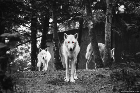 Scary Cursed Image: Three red eyed white demon wolfs in the woods.