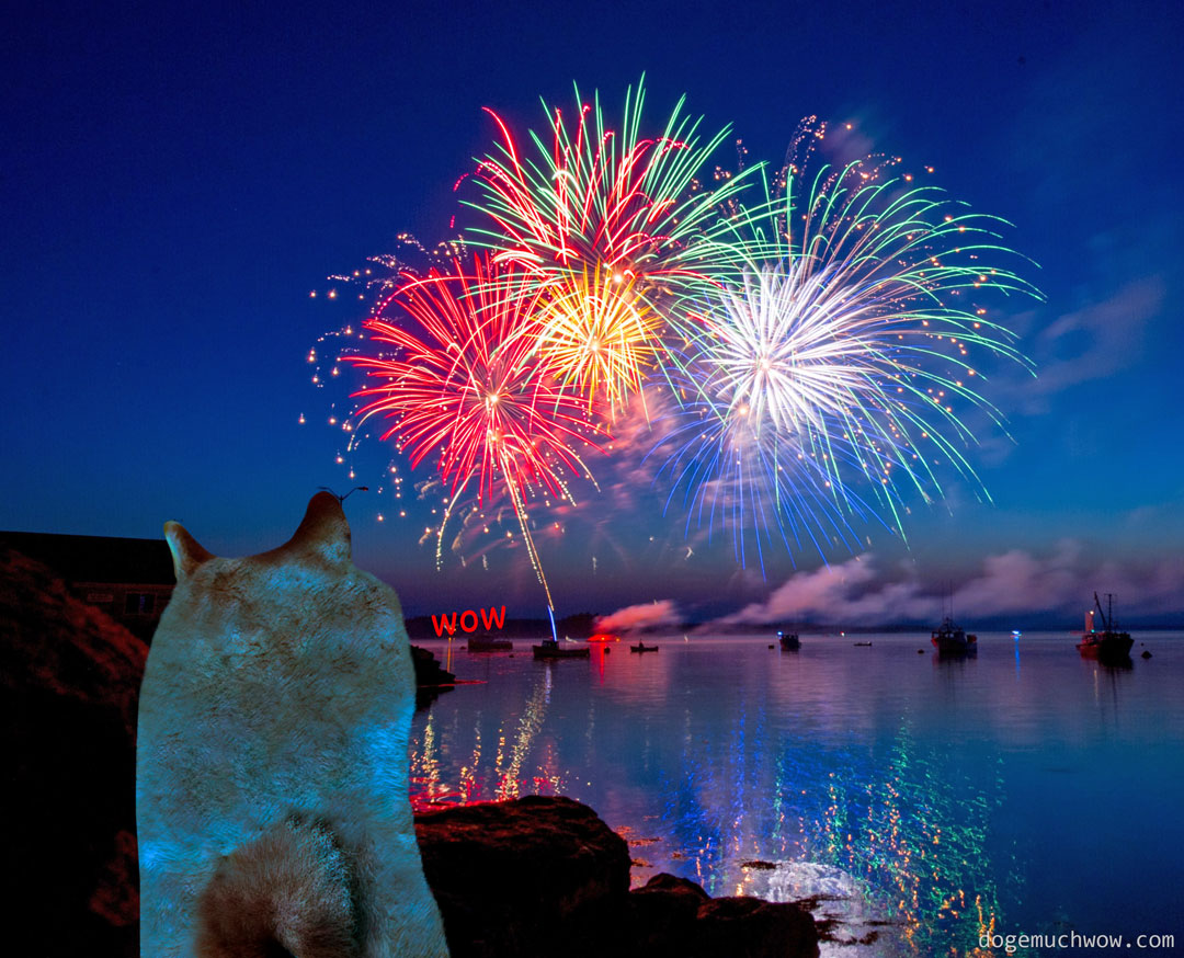 Doge watching new years fireworks. Wow.
