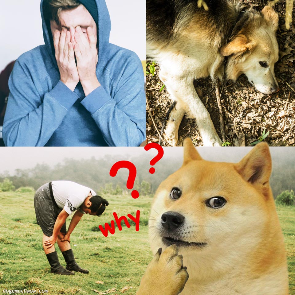 why-are-people-tired-on-april-1st-doge-much-wow