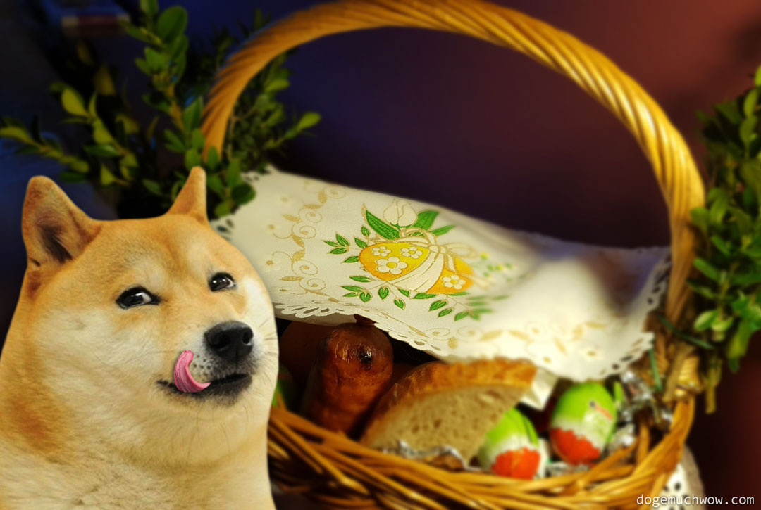 Doge savoring "Święconka" - Polish Easter Basket. Wow.