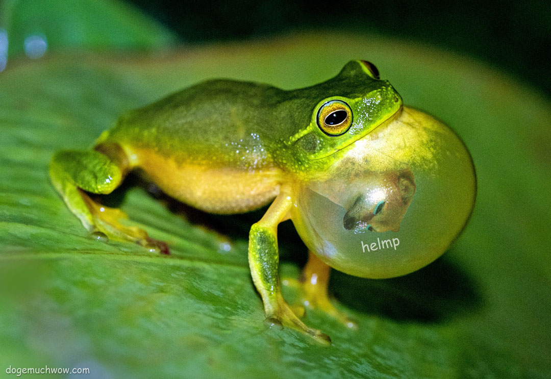 Cheems eaten by a frog. He is crying for help from inside: "Helmp".