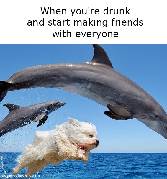 Deep visual thinking part 10. Dog swimming with dolphins. Caption: When you're drunk and start making friends with everyone.