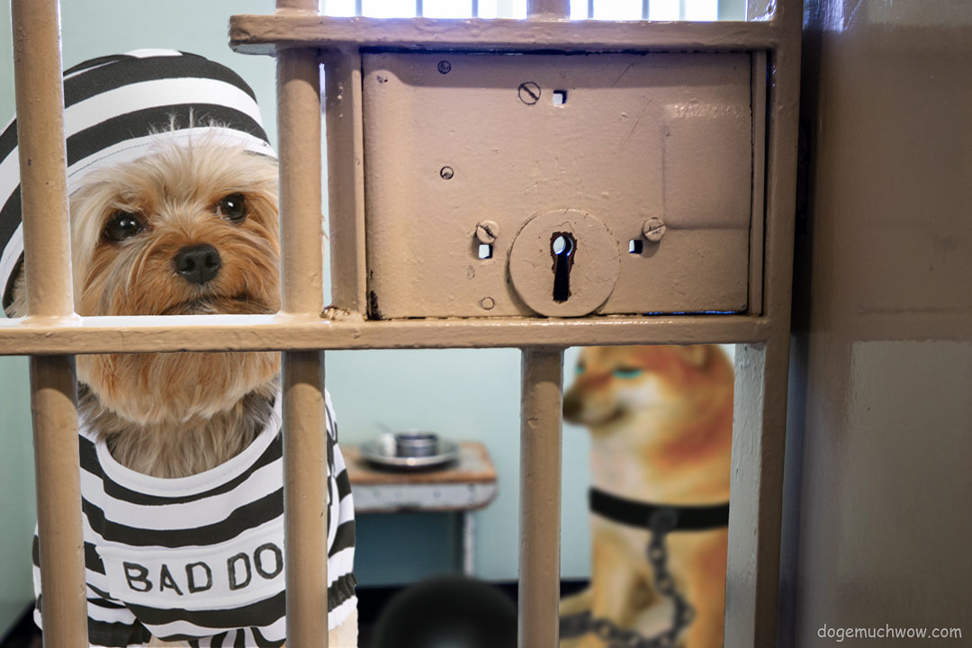 Bad dog and Cheems locked in jail. They used to be good boys. Wow.