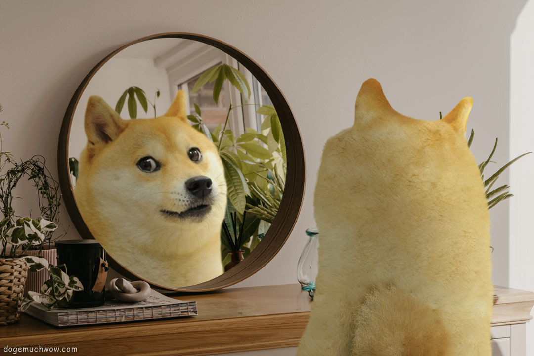 Doge in front of a mirror. Such reflection. Wow.