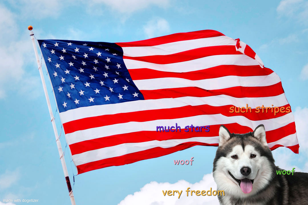 Alaskan Malamute with American Flag in the background. Much stars. Very freedom. Woof.