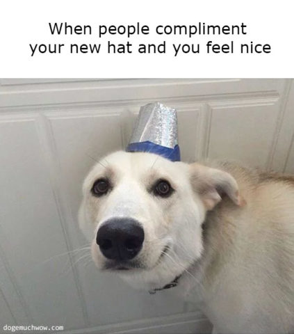 Deep visual thinking. Caption: When people compliment your new hat and you feel nice. Smiling doggo wearing a hat made from cup.