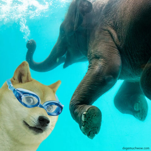 Doge swimming in the pool with an elephant. Very water. Wow.