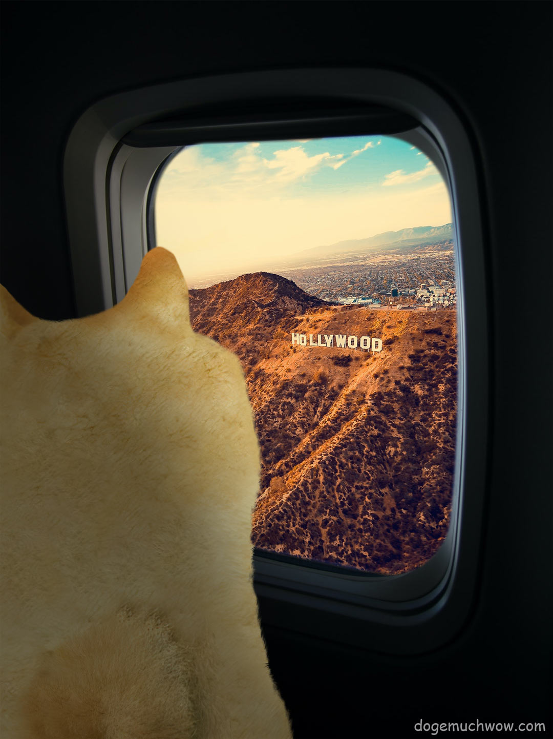 Doge goes to Hollywood. Doge looking at Hollywood Sign through an airplane window. Wow.