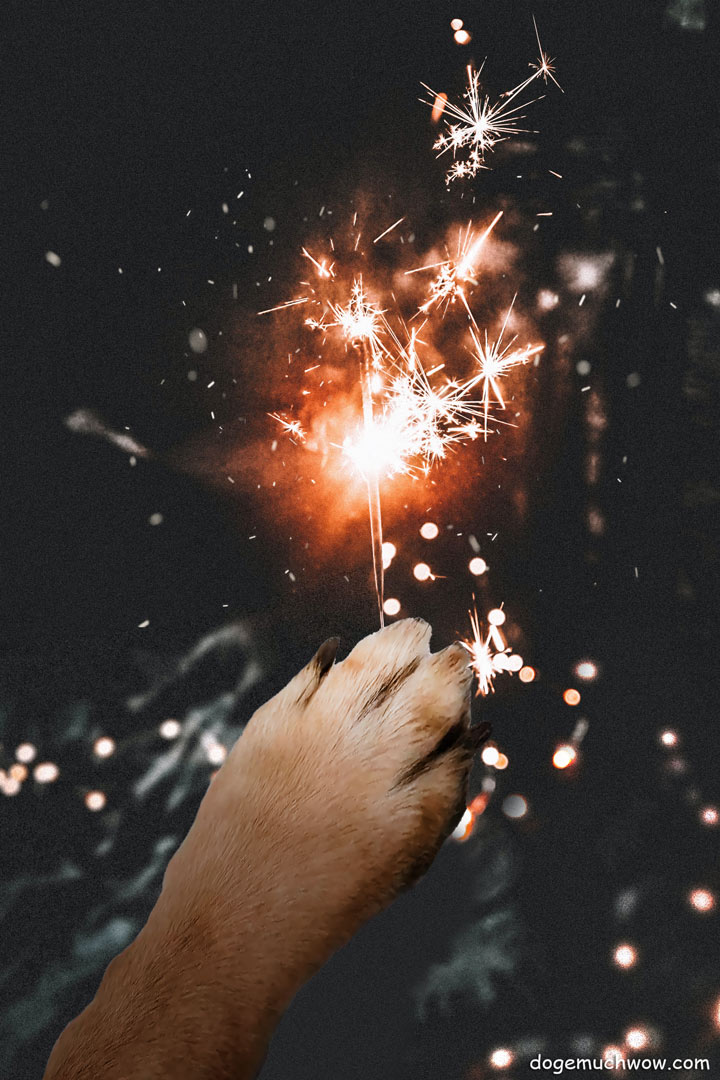 Paw holding sparklers. Happy new year! Wow.