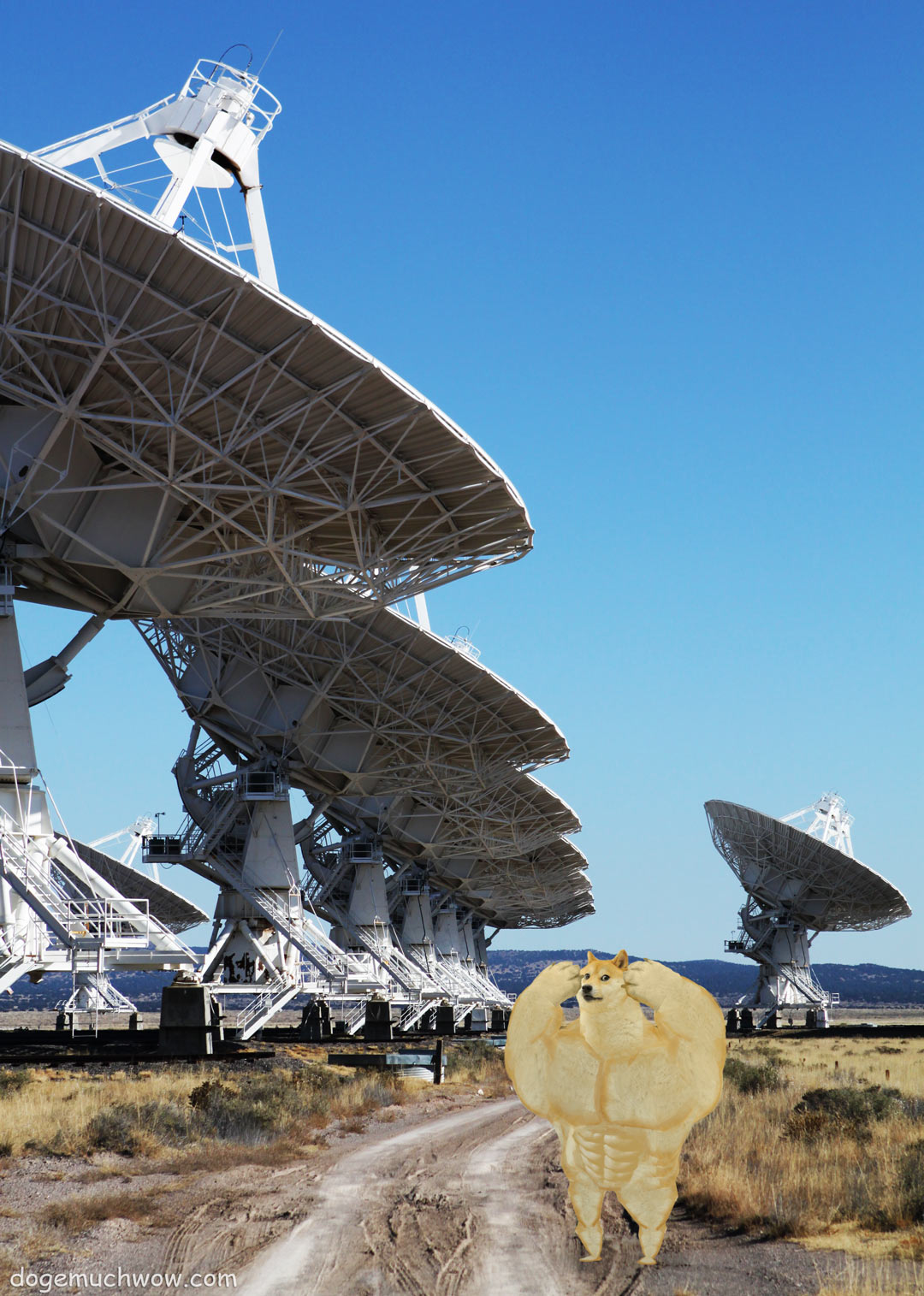 Swole Doge shocked by the size of really big radiotelescopes. Wow.