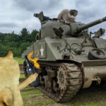 What Is A Molotov Cocktail? 🔥