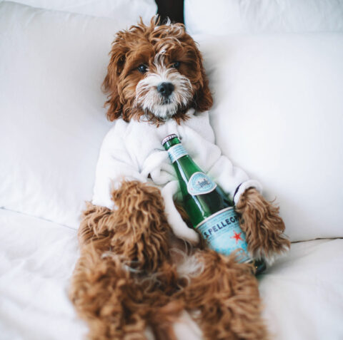 Dog drinking alone in bed.