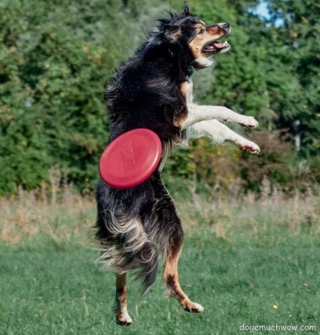 Cursed sports images: Dog fails at catching frisbee.