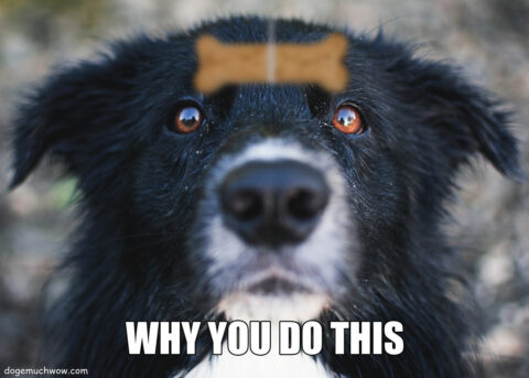 Dog looking at a floating dog treat. Caption: Why you do this.