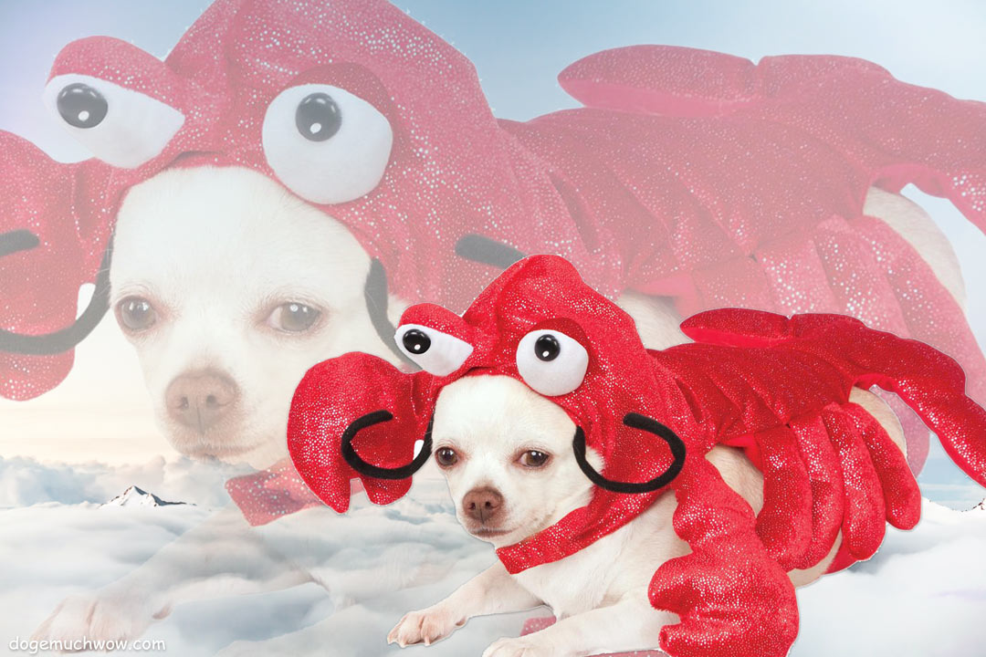 Red lobster dog trippy wallpaper.