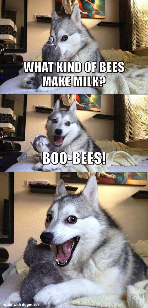 Pun dog meme: What kind of bees make milk? Boo-bees.