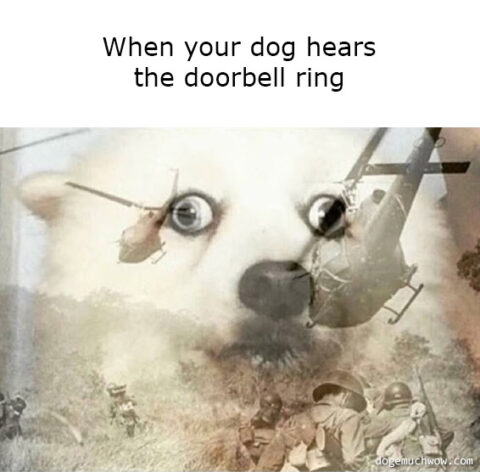 Deep visual thinking 12. Doggo war flashbacks. Caption: When you dog hears the doorbell ring.