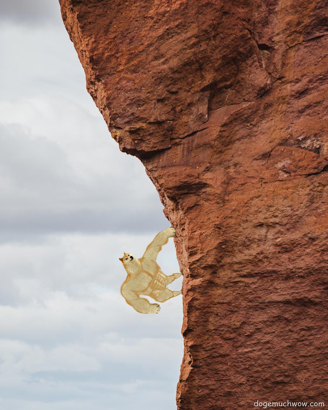 Swole doge climbing the mountain. It looks dangerous but he is doing really well. Wow.