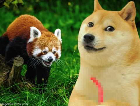 Red panda shocked by Doge's red hot chilli pepper. Very hot. Much red. Wow.