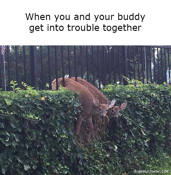 Two deers stuck in a fence. Caption: When you and your buddy get into trouble together.