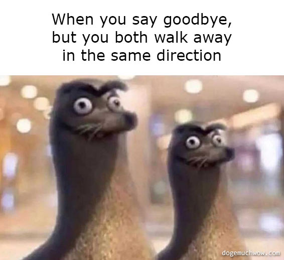 Derpy sea lions looking in the same direction. Caption: When you say goodbye but you both walk away in the same direction.