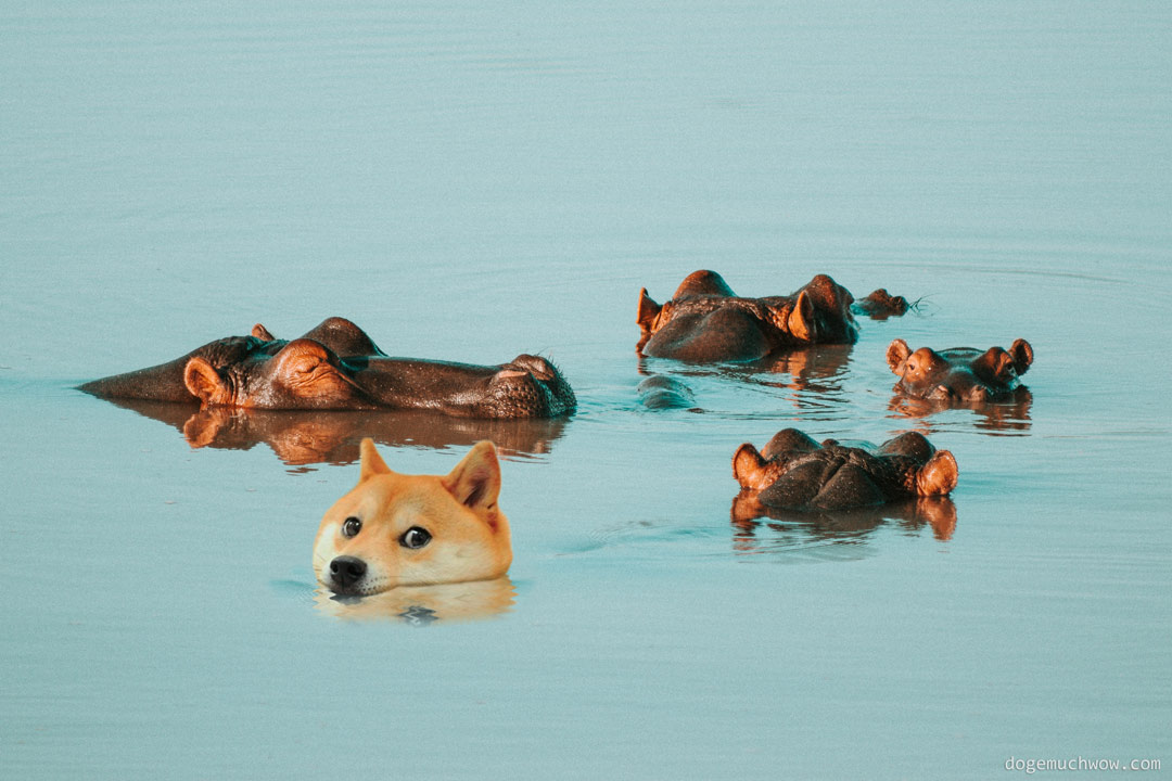 Doge swimming with a hippo family. Wow.