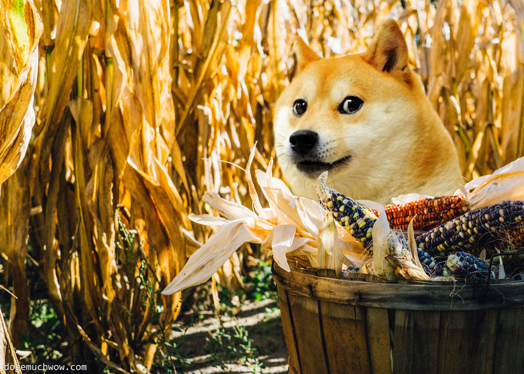 Very yellow Doge in the corn. Wow.