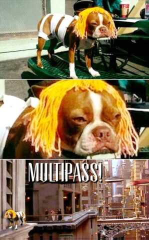 Doggo cosplaying Leeloo from Fifth Element. Such multipass. Wow.