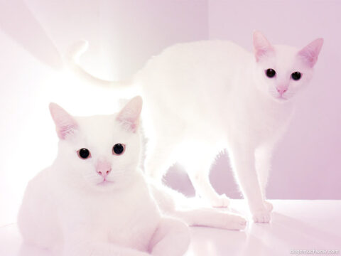 The Feline Funksters: 2 white cats with very big black eyes watching you while hard light shines in the background. Wow.
