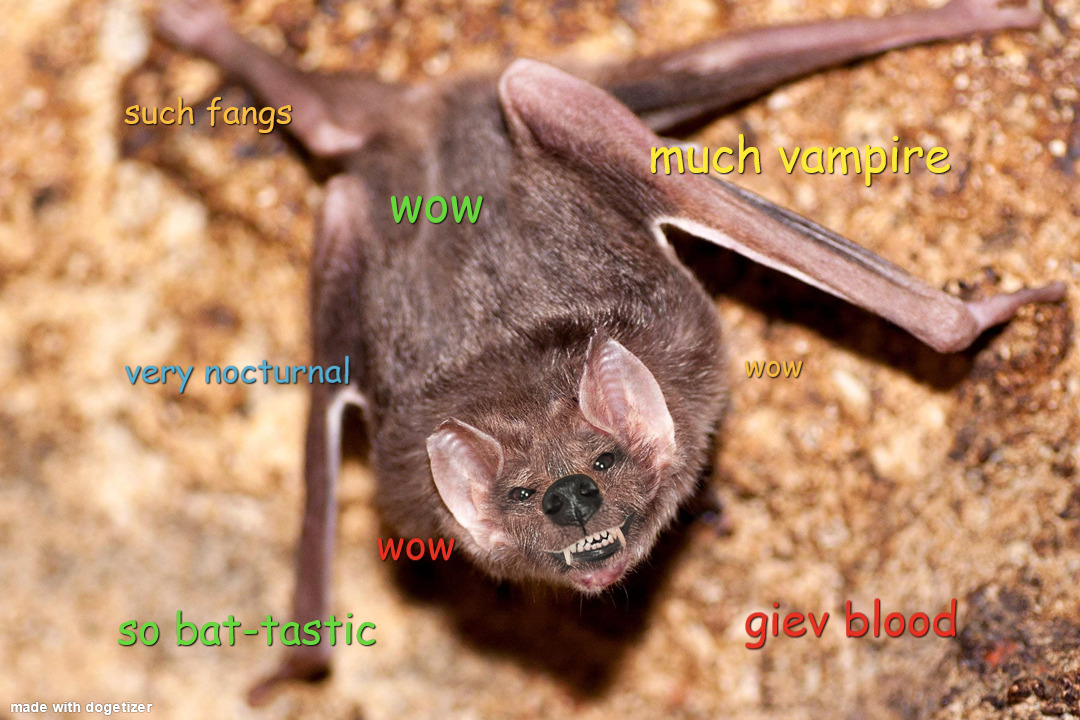 Vampire doge bat grinning. Such fangs. Much vampire. Giev blood. Wow.