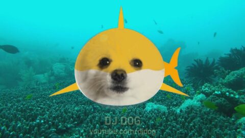 Doggo shark Gabe. Such fishu. Wow.