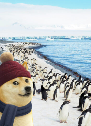Dog in a winter hat and scarf watching the penguins march in Antarctica. Such Expedition. Wow.
