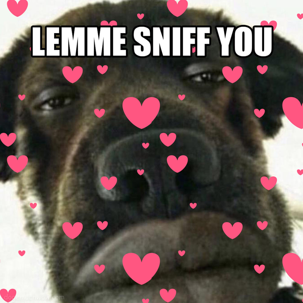 Doge Valentine Card: A big black dog with a big nose and mouth. Caption: Lemme sniff you.