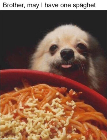 Dog craving some spaghetti. Caption: Brother, may I have one spaghet.