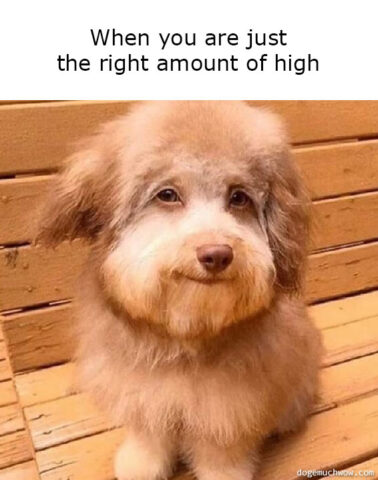 Deep visual thinking 14. Image depicting a sweet doggo with stoner eyes. Caption: When you are just the right amount of high.