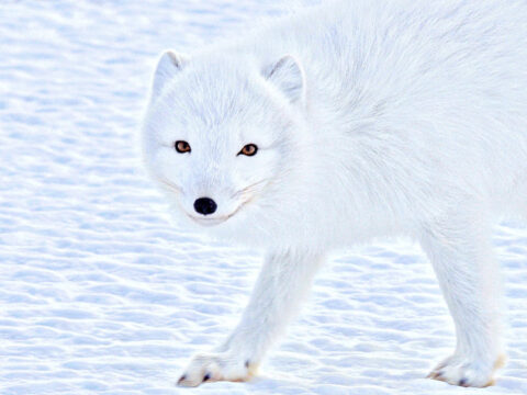 A young white wild arctic fox walking in the snow in Arctica.. So white. Much cute. Wow.