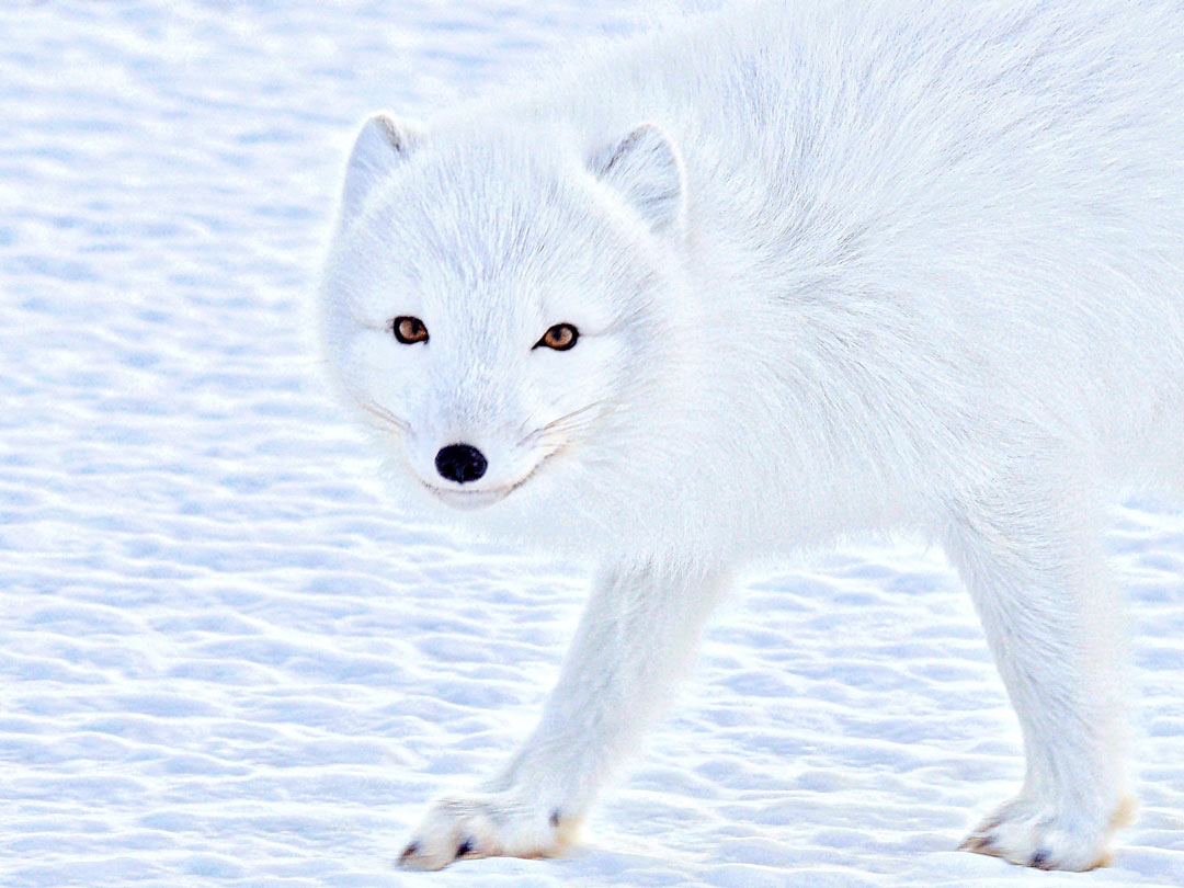 A young white wild arctic fox walking in the snow in Arctica.. So white. Much cute. Wow.