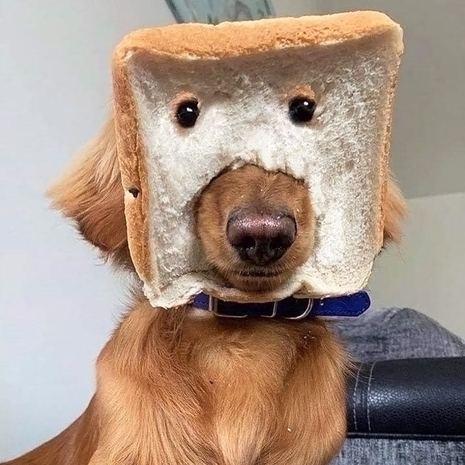 Golden retriever wearing bread mask. The mask is made of toast bread and has holes for eyes and mouth. Such mask. Very holes. Wow.