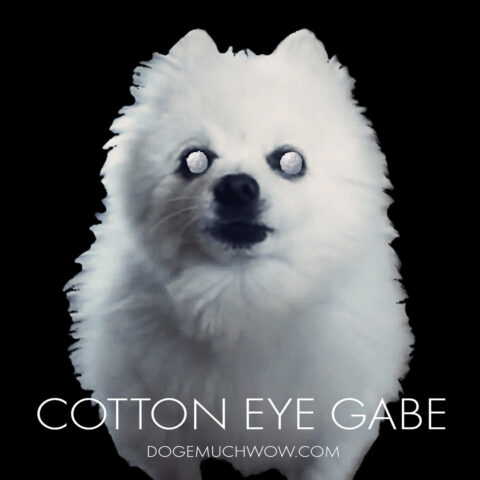 Cotton Eye Gabe music album cover depicting Gabe The Dog with cotton balls instead of eyes. Such musician. Wow.