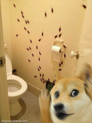 Cursed Toilet Image: Doge terrified of a toilet with cockroaches crawling out of the ventilation grate.