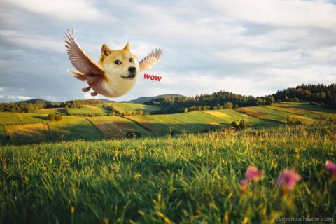 A doge bird flying over meadows and fields. Such birb. So wings. Wow.