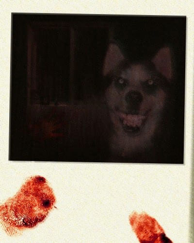 Smile.jpg depicting grinning Smile Dog. Such picture. Much mystery. Wow.