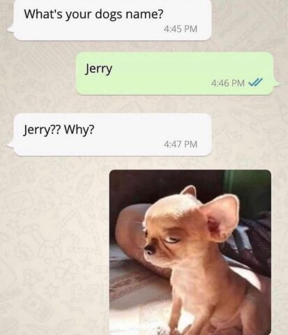 Text exchange: A: What's your dog name? B: Jerry. A: Jerry? Why? B: Posts an image of a dog looking like Jerry the mouse.
