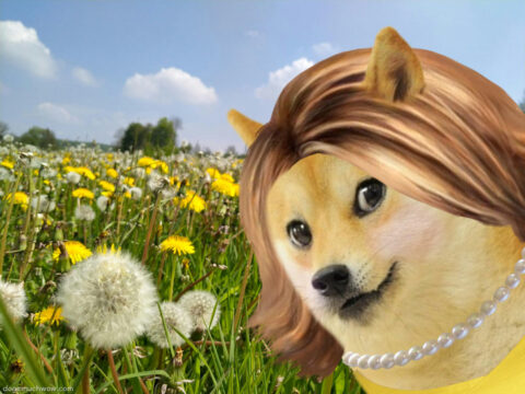 Doge girl in a flowery meadow. Much c est la vie. Wow.