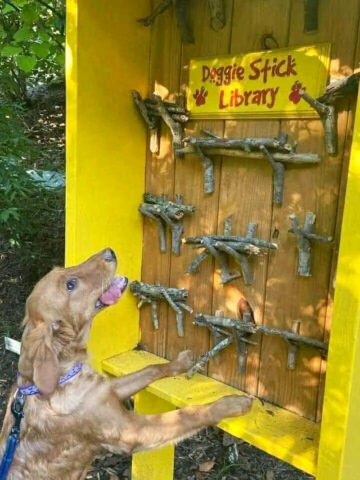 Dog enjoying a doggie stick library. Such technology. Much future. Wow.