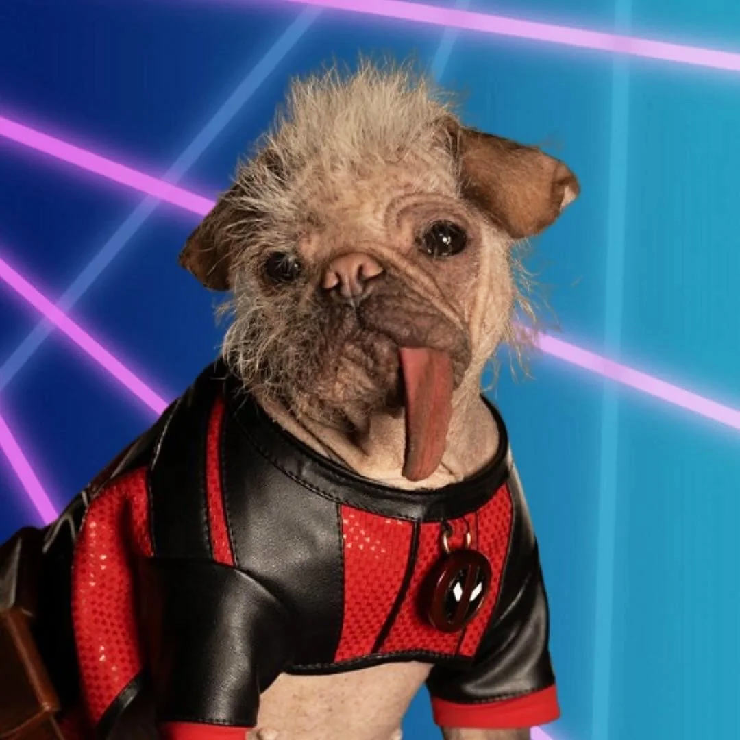 Le beatiful Dogpool with its tongue sticking out. Such hero. Very celebrity. Wow.