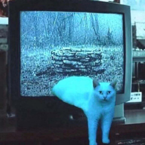 The cursed ring tape is on the tv and a cat comes out. Such curse. Wow.