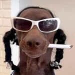 Le Snoop Dogg Has Arrived 🎙️